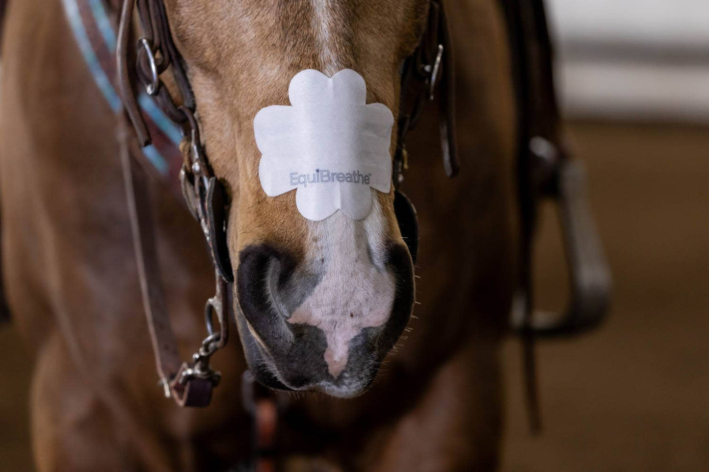 EquiBreathe™ Equine Nasal Patch - White